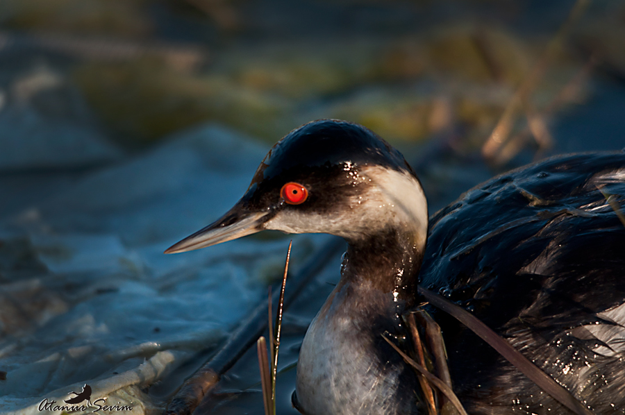 Karaboyunlu batağan » Black-necked Grebe » Podiceps nigricollis