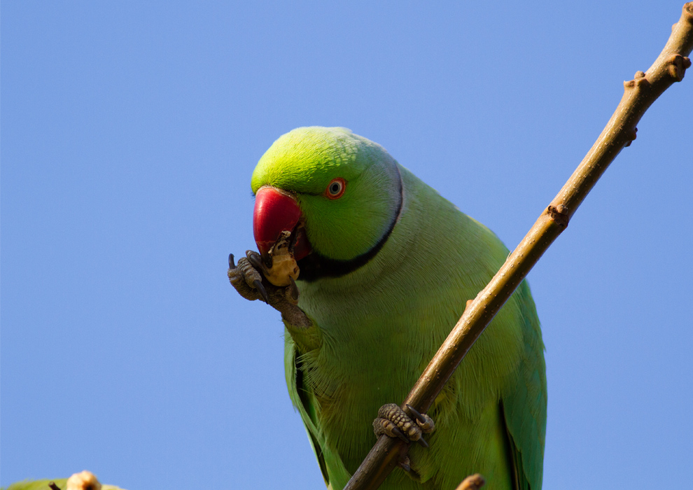 Yeşil papağan » Rose-ringed Parakeet » Psittacula krameri
