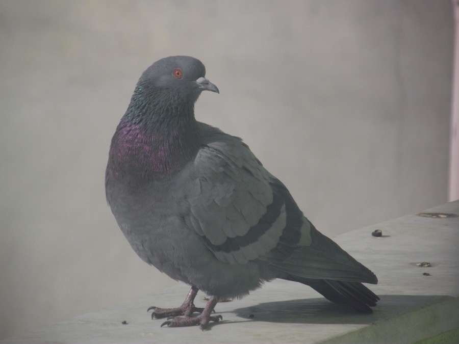 Kaya güvercini » Rock Dove » Columba livia