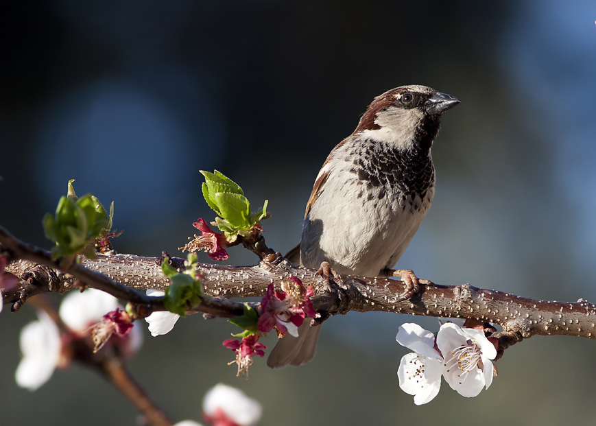 Serçe » House Sparrow » Passer domesticus