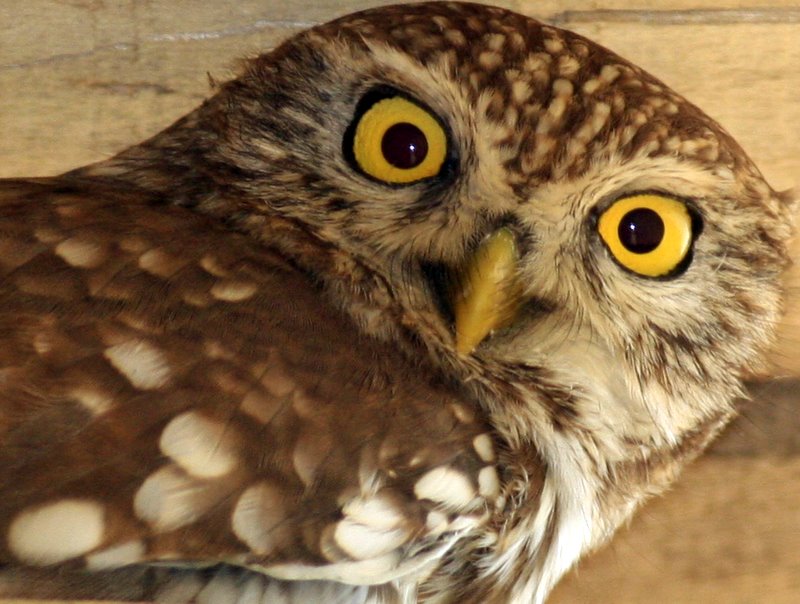 Kukumav » Little Owl » Athene noctua