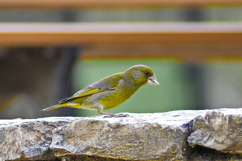 Florya » European Greenfinch » Chloris chloris