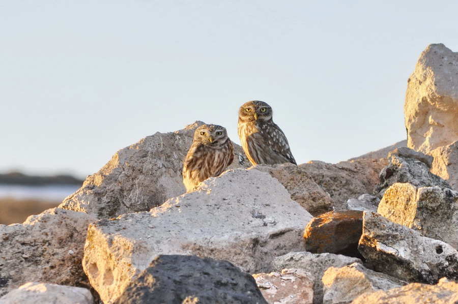 Kukumav » Little Owl » Athene noctua