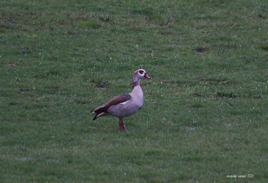 Nil kazı » Egyptian Goose » Alopochen aegyptiaca