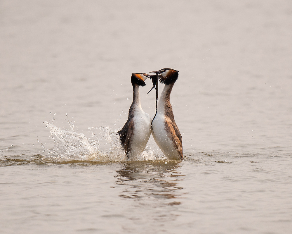 Bahri » Great Crested Grebe » Podiceps cristatus