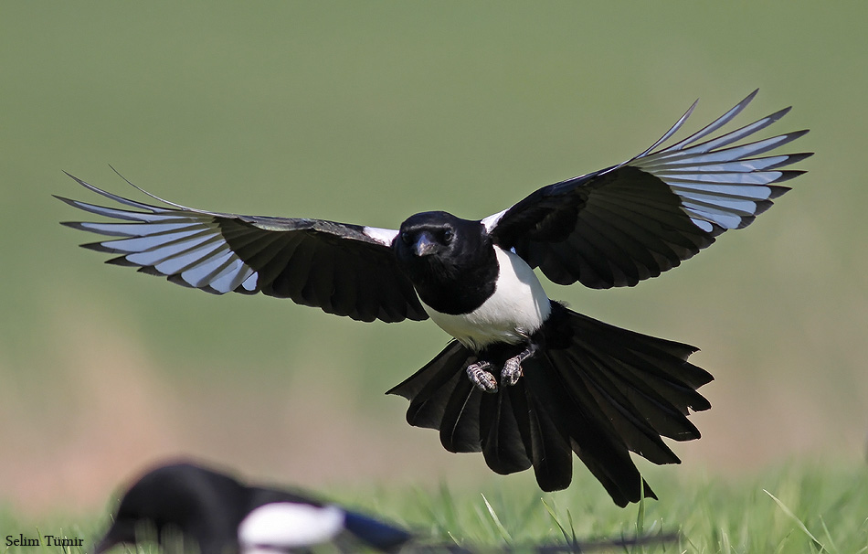 Saksağan » Eurasian Magpie » Pica pica