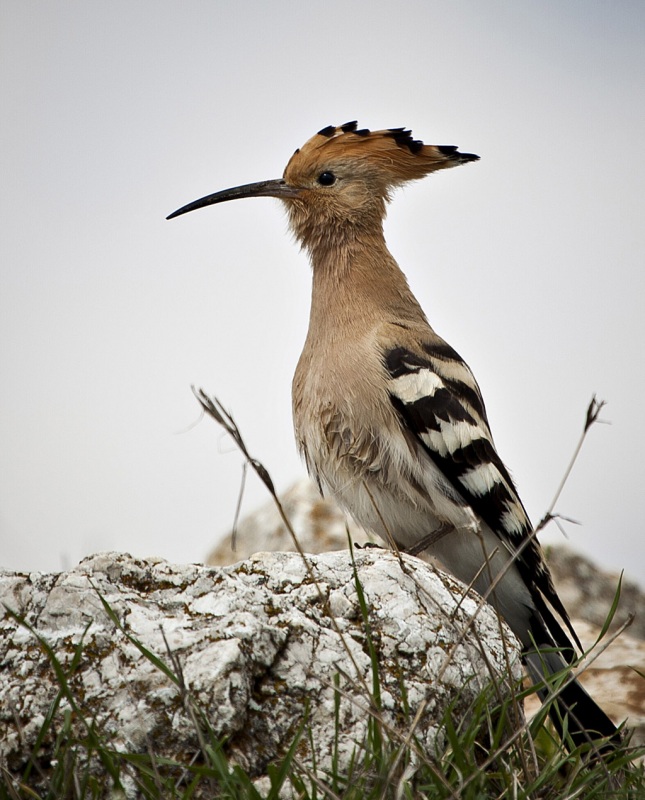 İbibik » Eurasian Hoopoe » Upupa epops