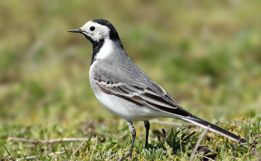 Ak kuyruksallayan » White Wagtail » Motacilla alba