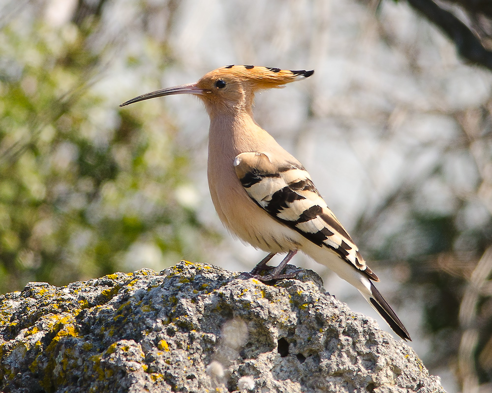 İbibik » Eurasian Hoopoe » Upupa epops