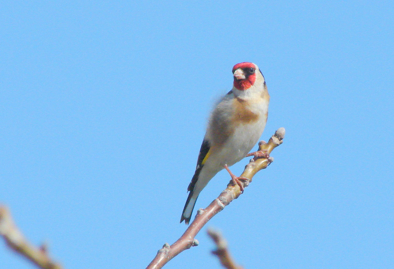 Saka » European Goldfinch » Carduelis carduelis