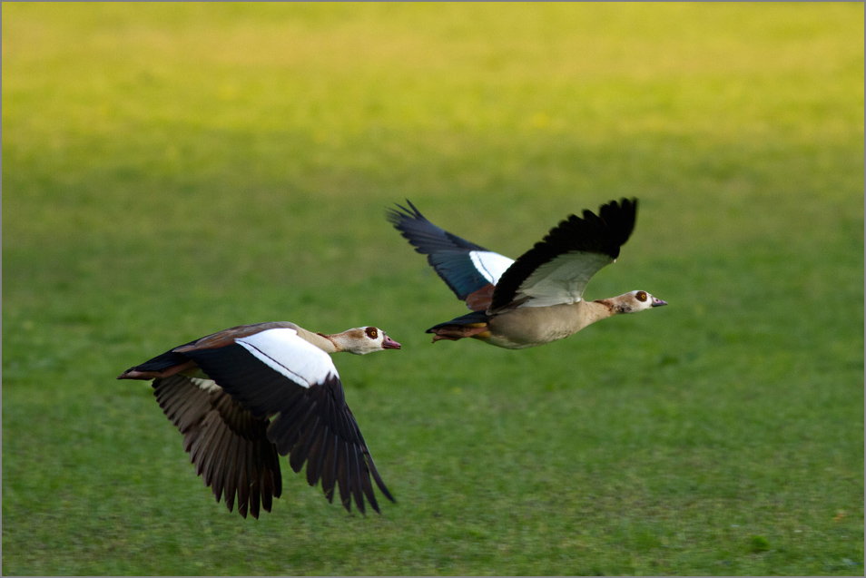 Nil kazı » Egyptian Goose » Alopochen aegyptiaca