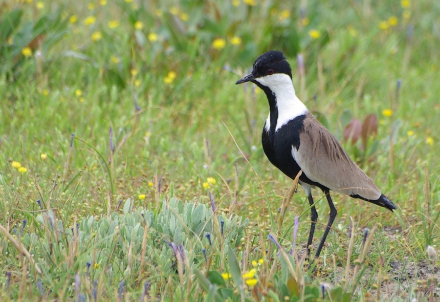 Mahmuzlu kızkuşu » Spur-winged Lapwing » Vanellus spinosus