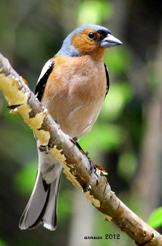 İspinoz » Common Chaffinch » Fringilla coelebs