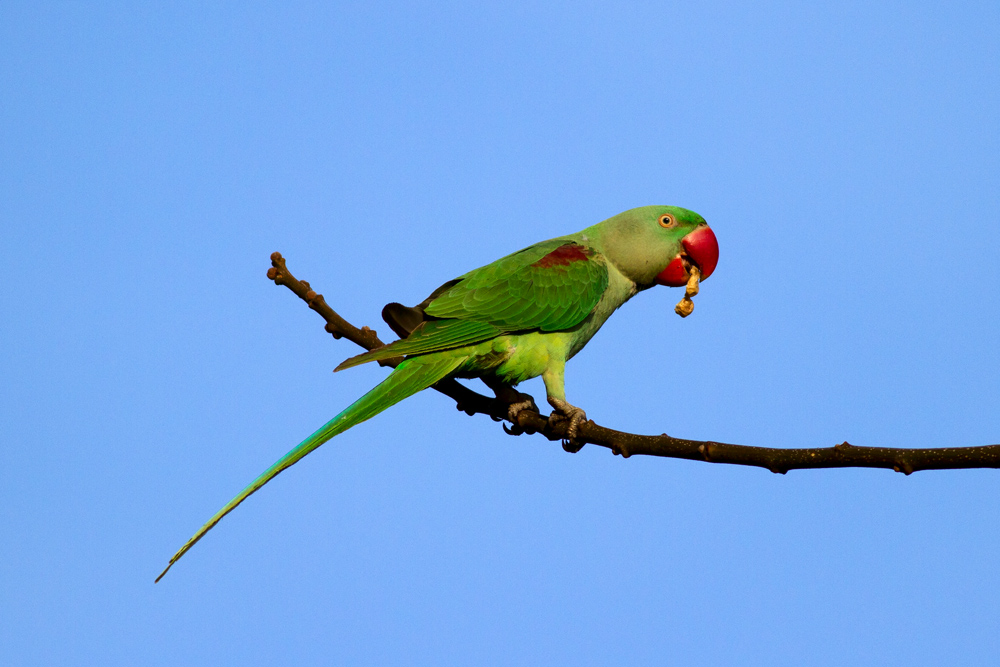 İskender papağanı » Alexandrine Parakeet » Psittacula eupatria