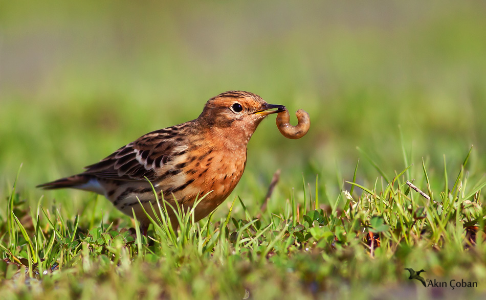 Kızılgerdanlı incirkuşu » Red-throated Pipit » Anthus cervinus