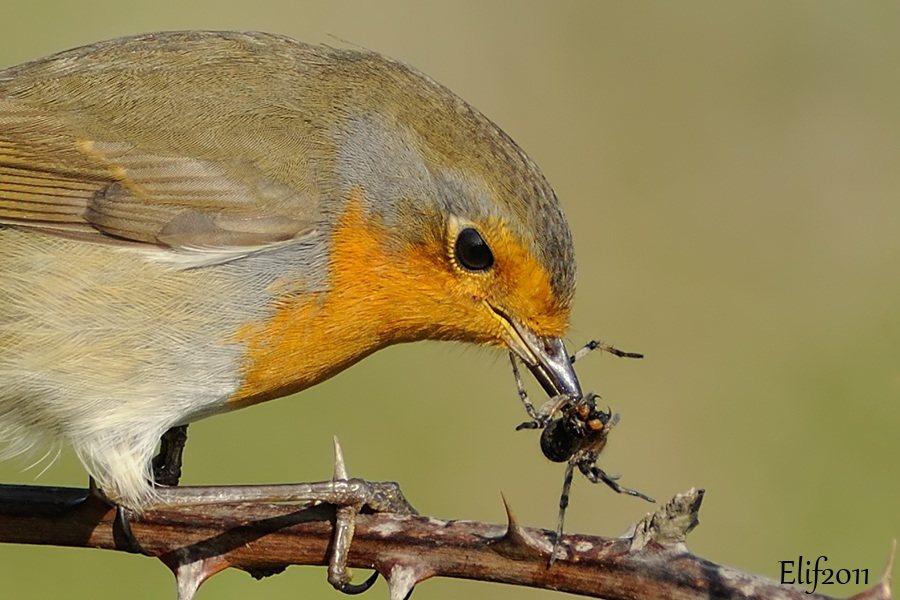 Kızılgerdan » European Robin » Erithacus rubecula