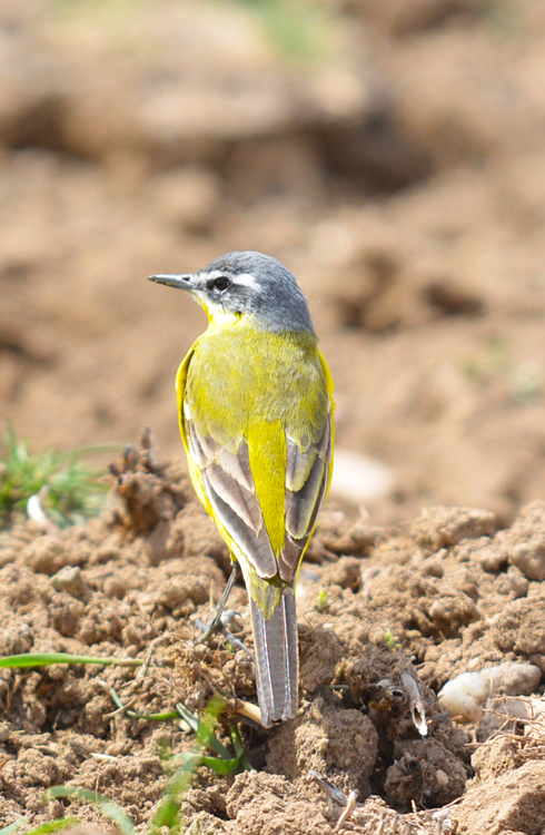 Sarı kuyruksallayan » Western Yellow Wagtail » Motacilla flava