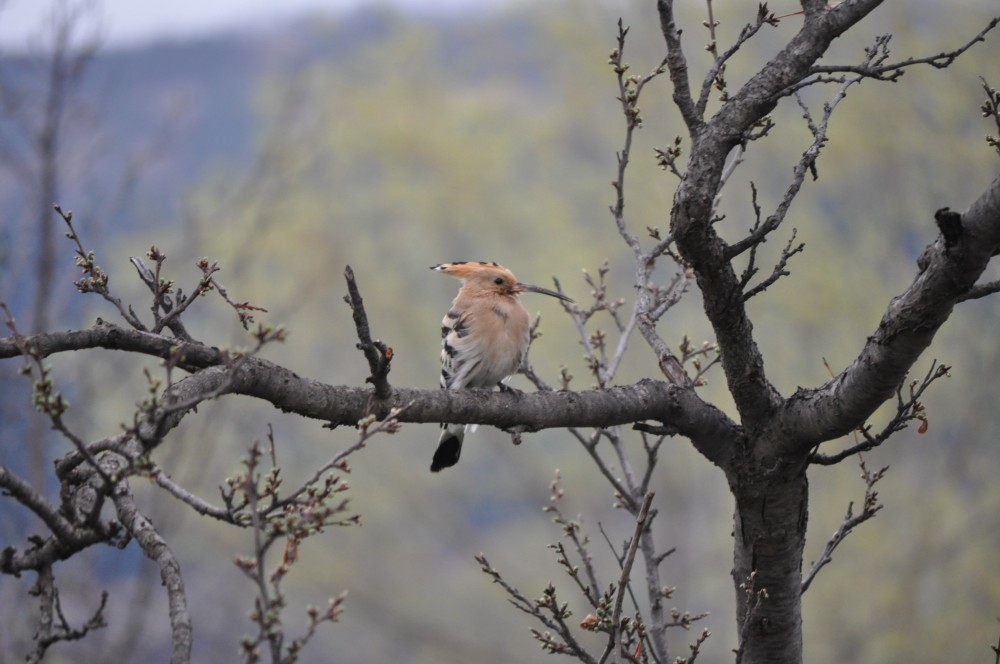 İbibik » Eurasian Hoopoe » Upupa epops