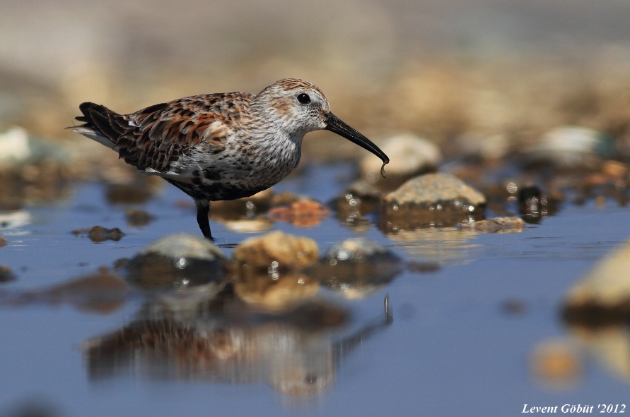 Karakarınlı kumkuşu » Dunlin » Calidris alpina