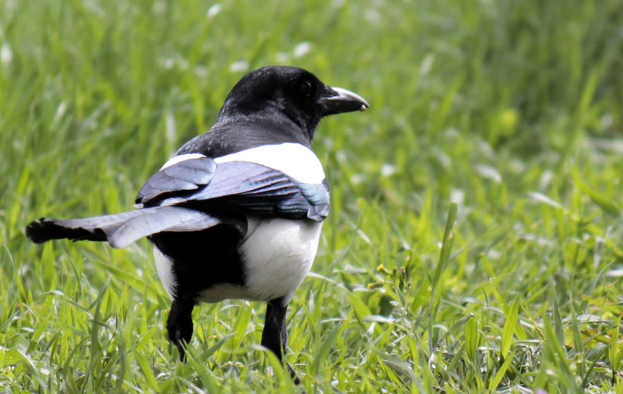 Saksağan » Eurasian Magpie » Pica pica