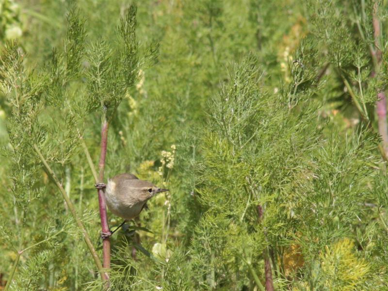Çıvgın » Common Chiffchaff » Phylloscopus collybita