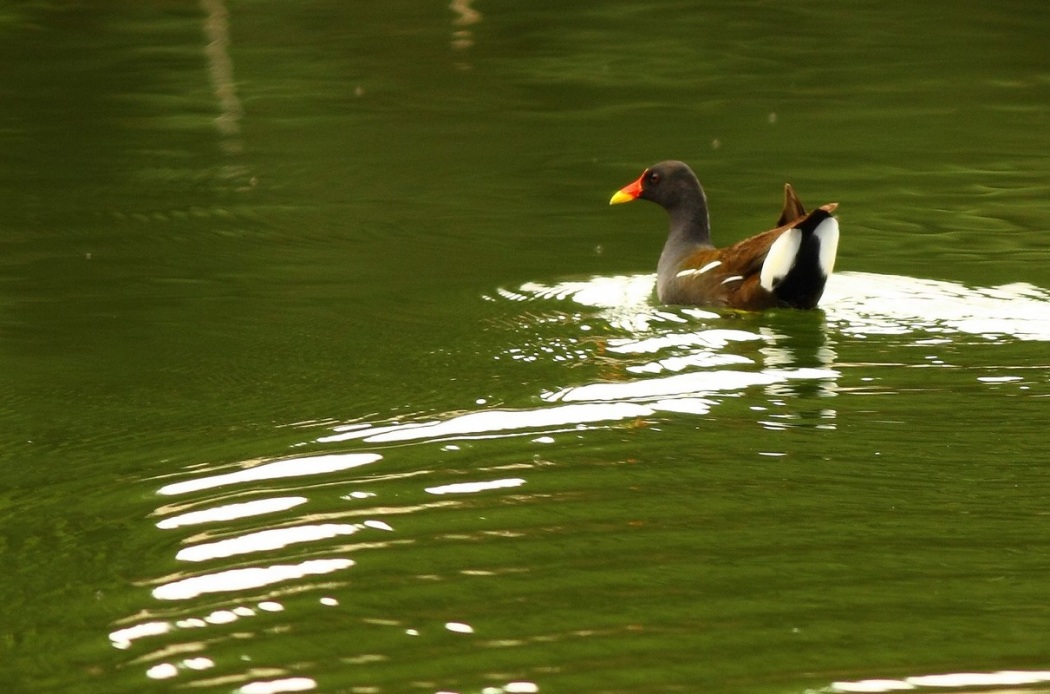 Sutavuğu » Common Moorhen » Gallinula chloropus