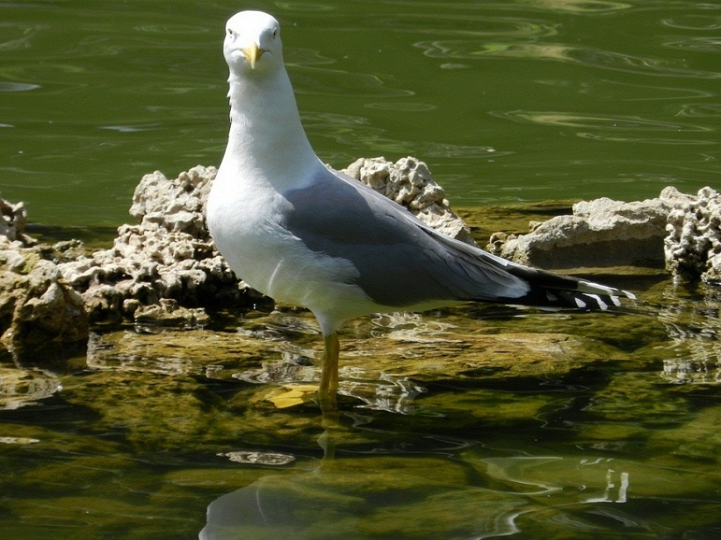 Gümüş martı » Yellow-legged Gull » Larus michahellis