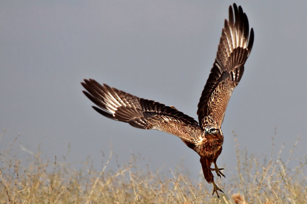 Kızıl şahin » Long-legged Buzzard » Buteo rufinus