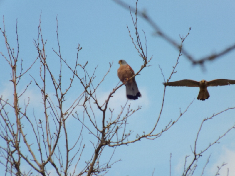 Küçük kerkenez » Lesser Kestrel » Falco naumanni