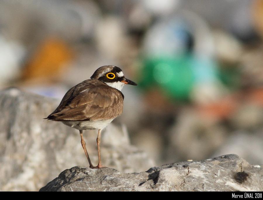 Halkalı küçük cılıbıt » Little Ringed Plover » Charadrius dubius