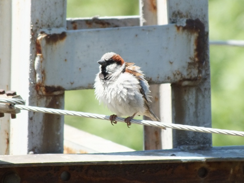 Serçe » House Sparrow » Passer domesticus
