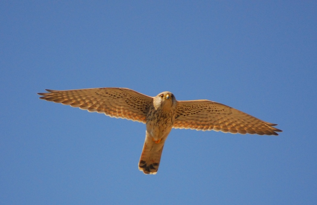 Kerkenez » Common Kestrel » Falco tinnunculus