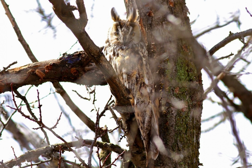 Kulaklı orman baykuşu » Long-eared Owl » Asio otus