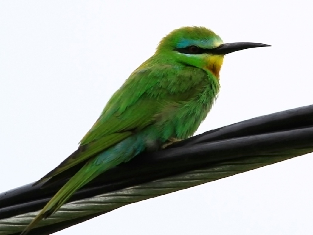 Yeşil arıkuşu » Blue-cheeked Bee-eater » Merops persicus