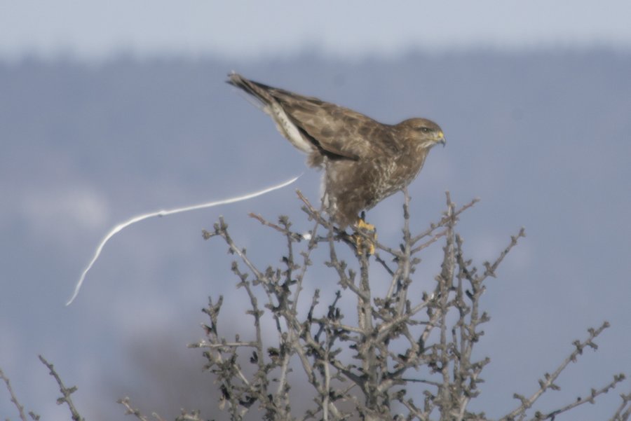 Şahin » Common Buzzard » Buteo buteo