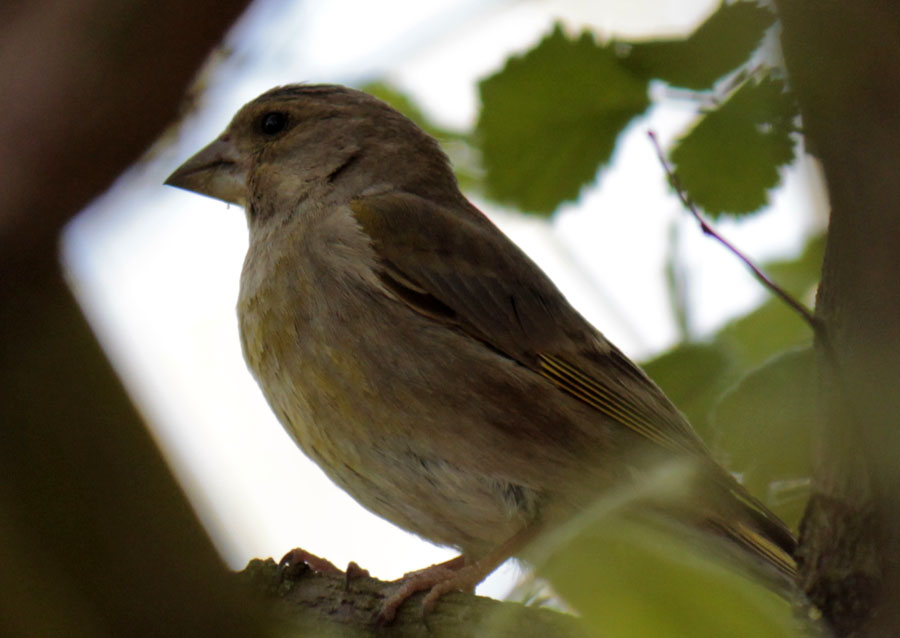 Florya » European Greenfinch » Chloris chloris