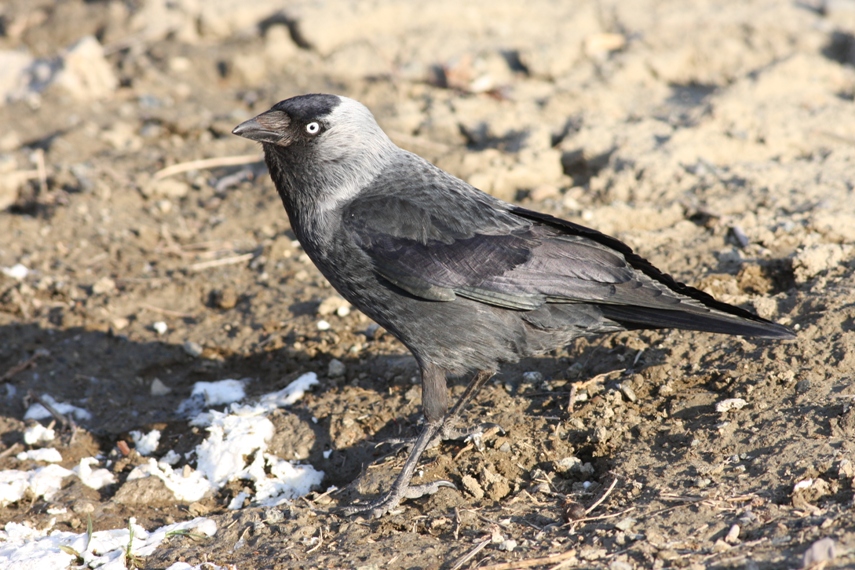 Küçük karga » Western Jackdaw » Coloeus monedula