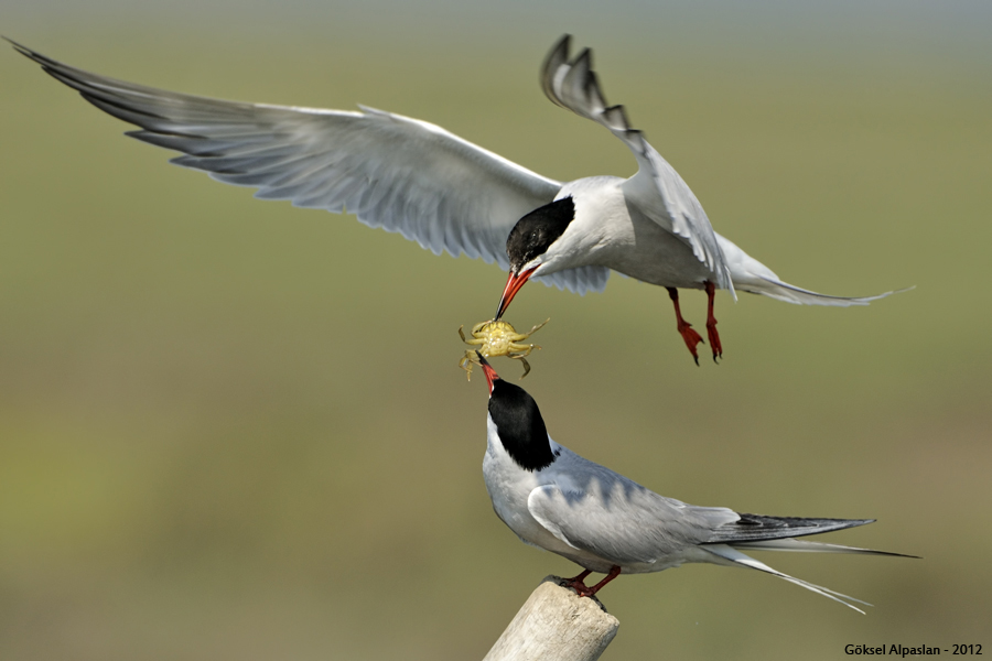 Sumru » Common Tern » Sterna hirundo