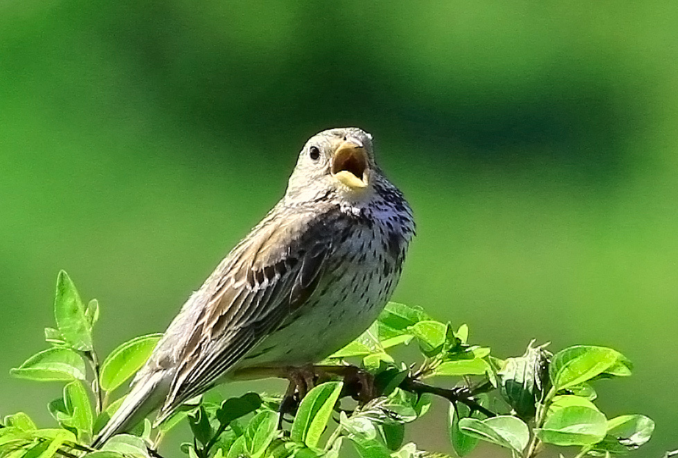 Tarla kirazkuşu » Corn Bunting » Emberiza calandra