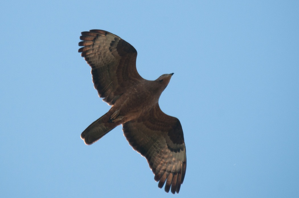 Arı şahini » European Honey Buzzard » Pernis apivorus