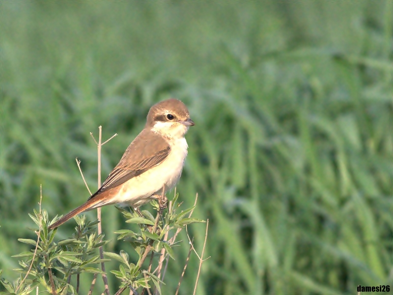 Türkistan örümcekkuşu » Red-tailed Shrike » Lanius phoenicuroides