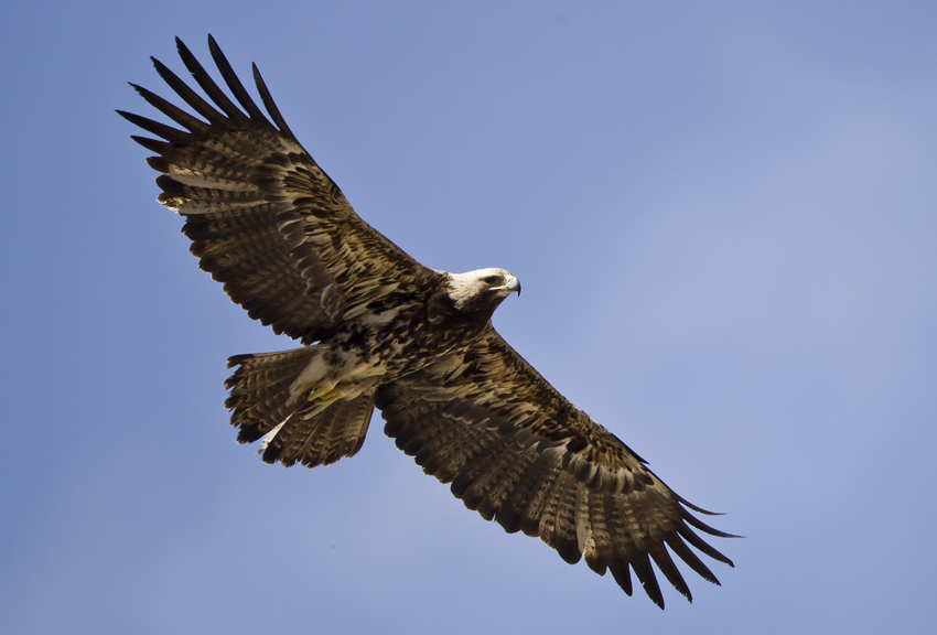 Şah kartal » Eastern Imperial Eagle » Aquila heliaca