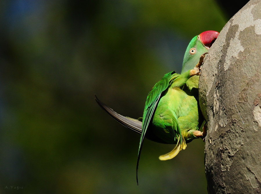 İskender papağanı » Alexandrine Parakeet » Psittacula eupatria