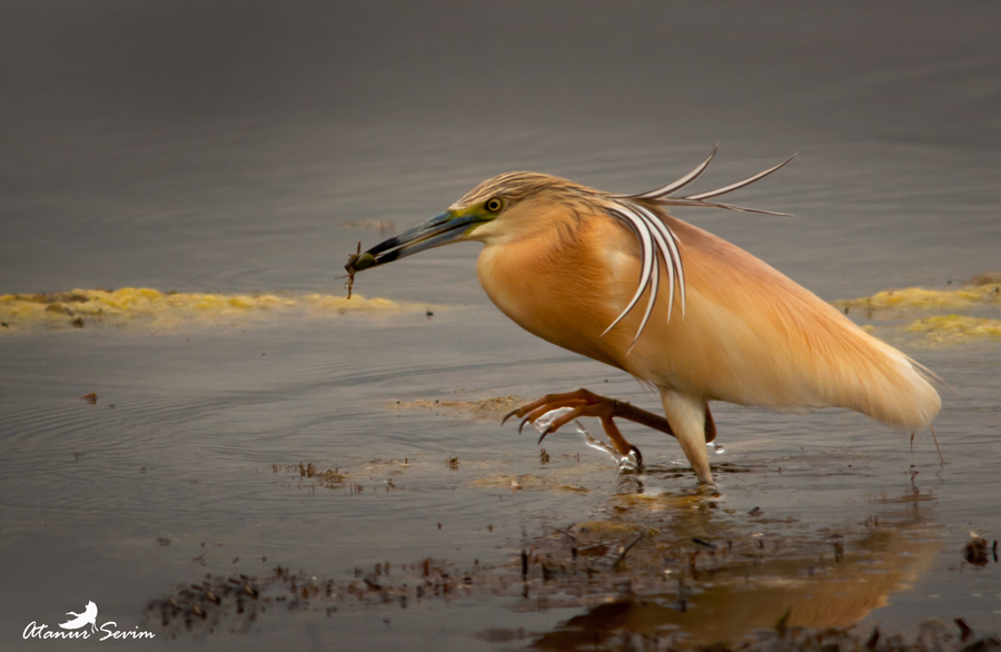 Alaca balıkçıl » Squacco Heron » Ardeola ralloides