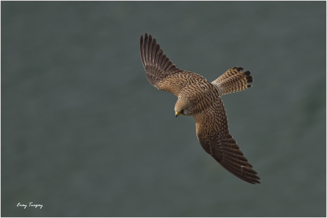 Küçük kerkenez » Lesser Kestrel » Falco naumanni