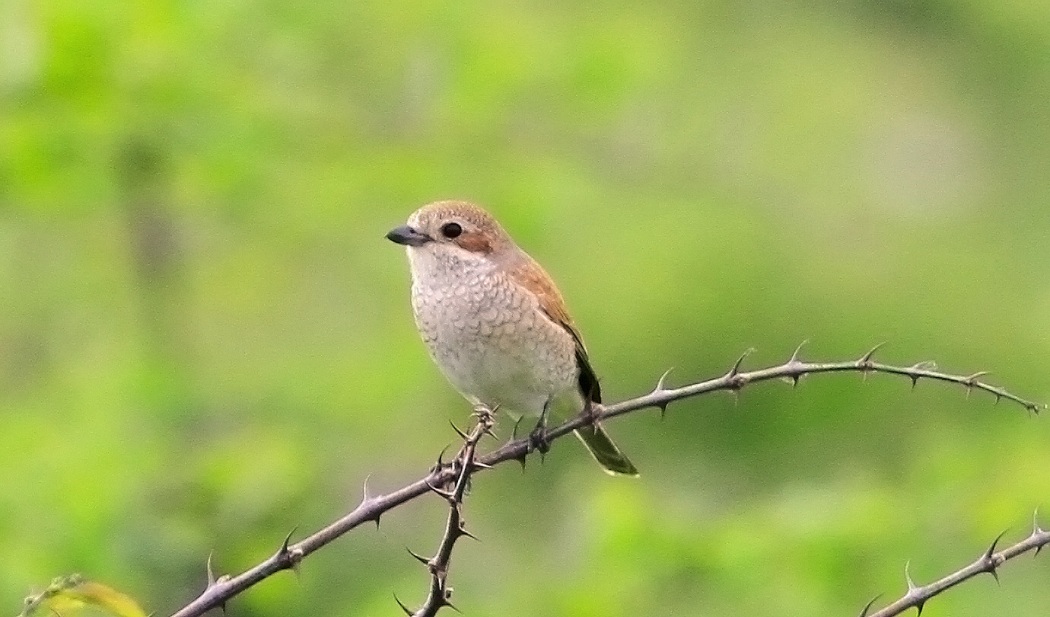 Kızılsırtlı örümcekkuşu » Red-backed Shrike » Lanius collurio