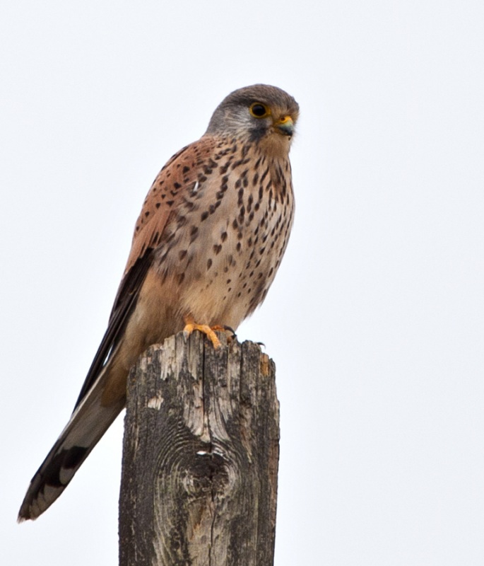 Kerkenez » Common Kestrel » Falco tinnunculus