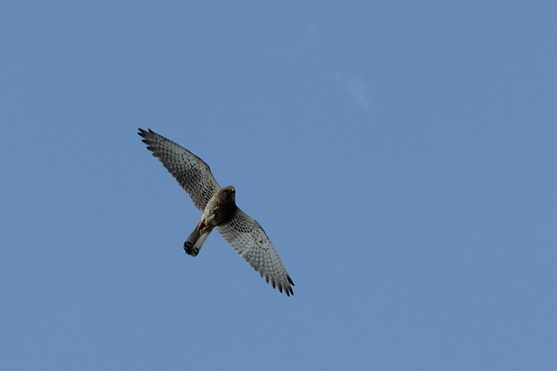 Kerkenez » Common Kestrel » Falco tinnunculus