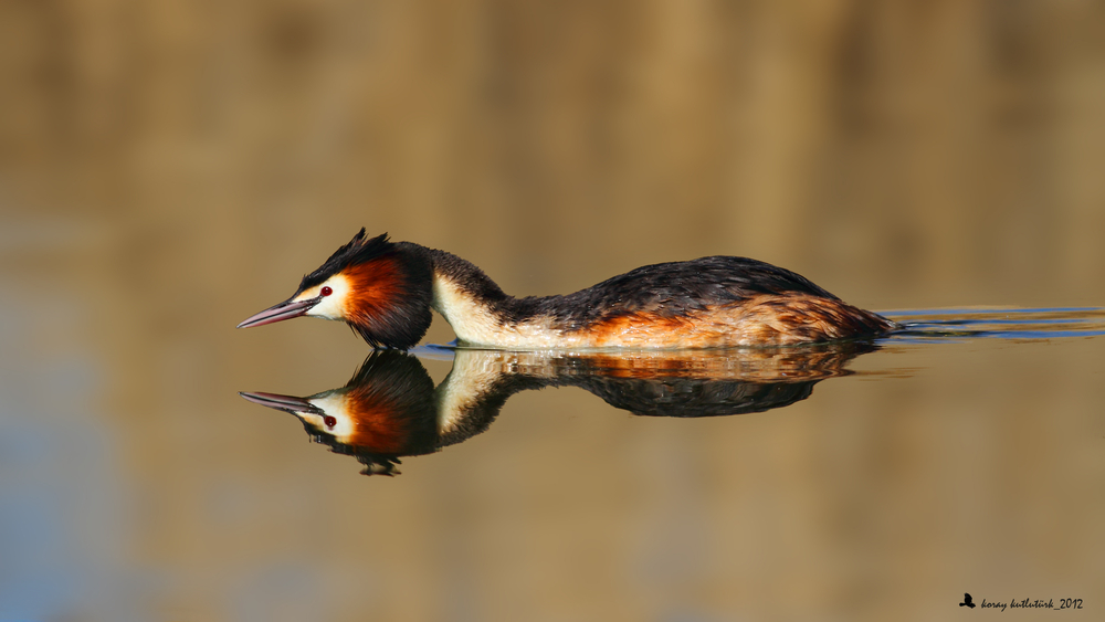 Bahri » Great Crested Grebe » Podiceps cristatus