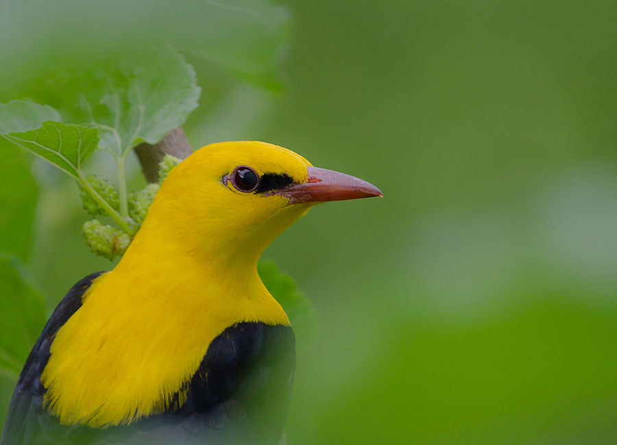 Sarıasma » Eurasian Golden Oriole » Oriolus oriolus